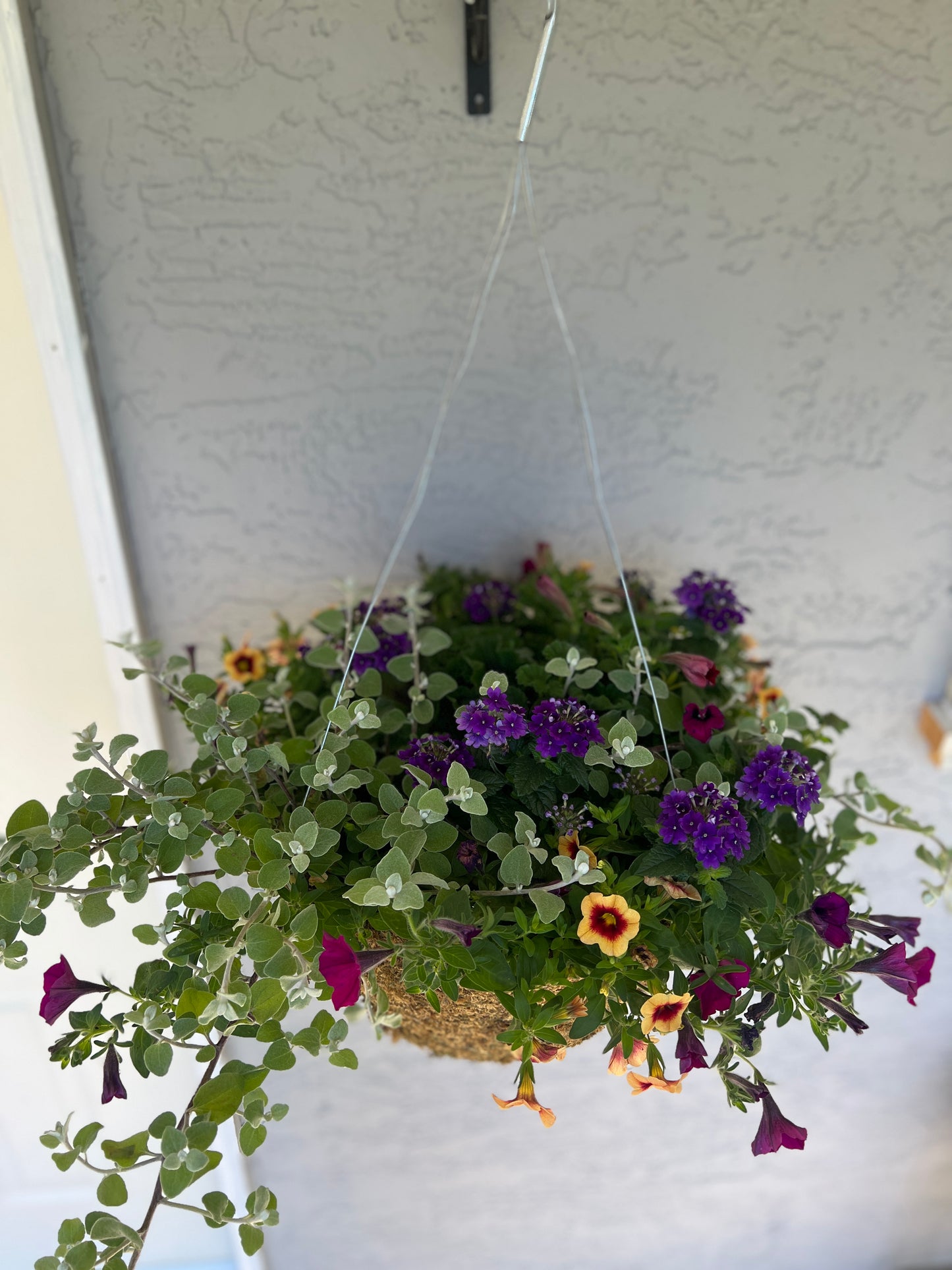 16” Moss Hanging Baskets