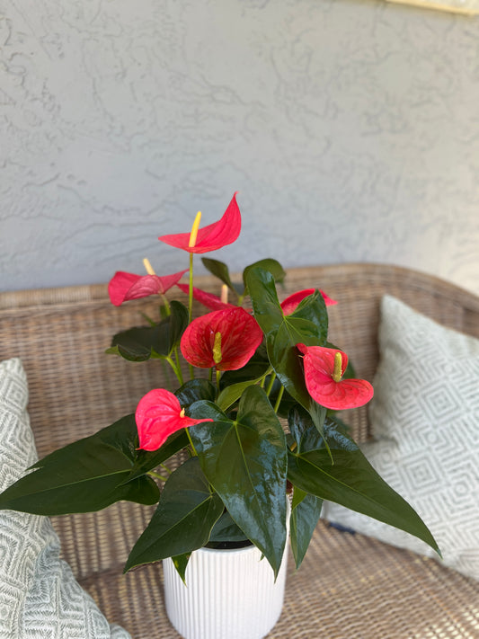 Anthurium Potted Plant