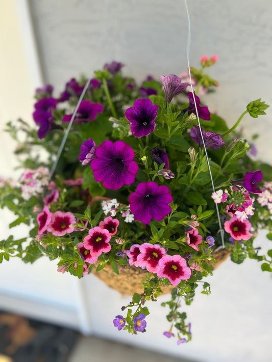 16” Moss Hanging Baskets