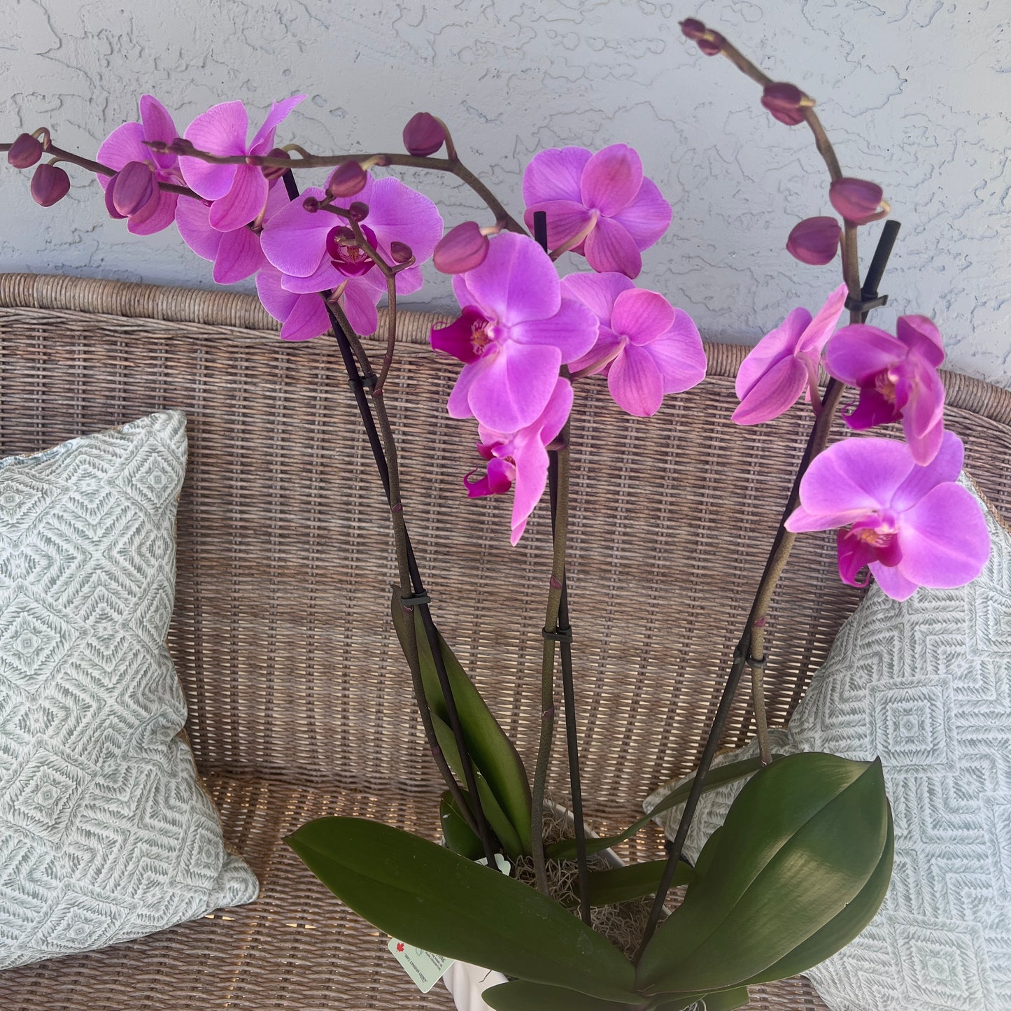 Phalaenopsis Orchid