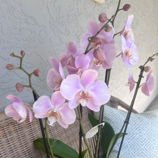 Phalaenopsis Orchid