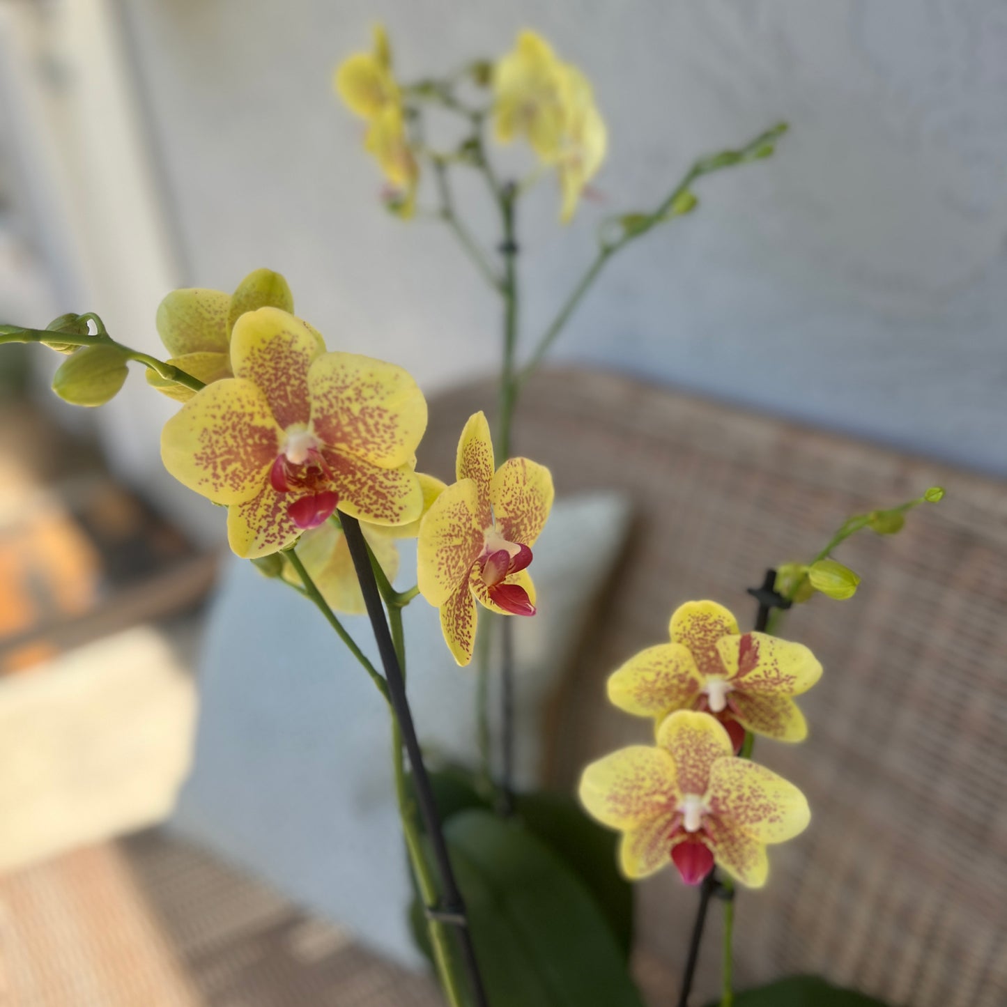 Phalaenopsis Orchid